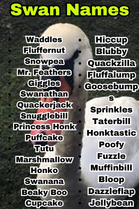 800+ Swan Names That Are Funny, Royal, and Unique