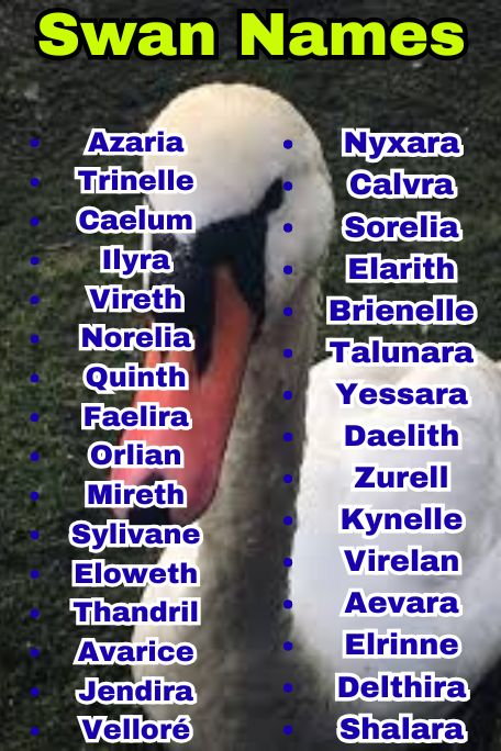 800+ Swan Names That Are Funny, Royal, and Unique