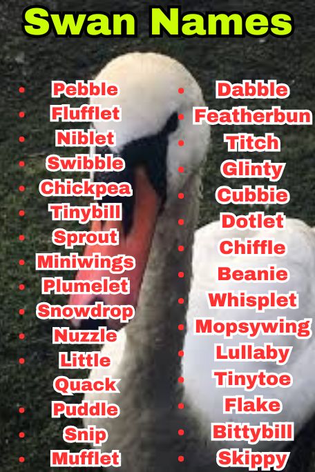 800+ Swan Names That Are Funny, Royal, and Unique