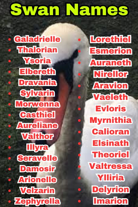 800+ Swan Names That Are Funny, Royal, and Unique