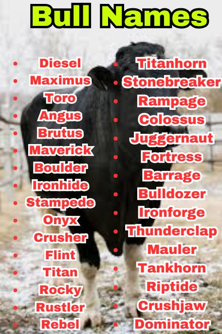 800+ Bull Names That Are Strong, Bold, and Fierce 