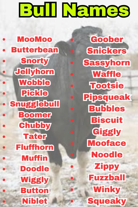 800+ Bull Names That Are Strong, Bold, and Fierce 