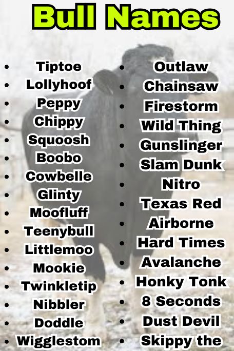 800+ Bull Names That Are Strong, Bold, and Fierce 