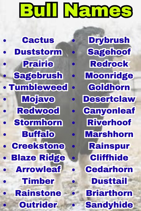 800+ Bull Names That Are Strong, Bold, and Fierce 