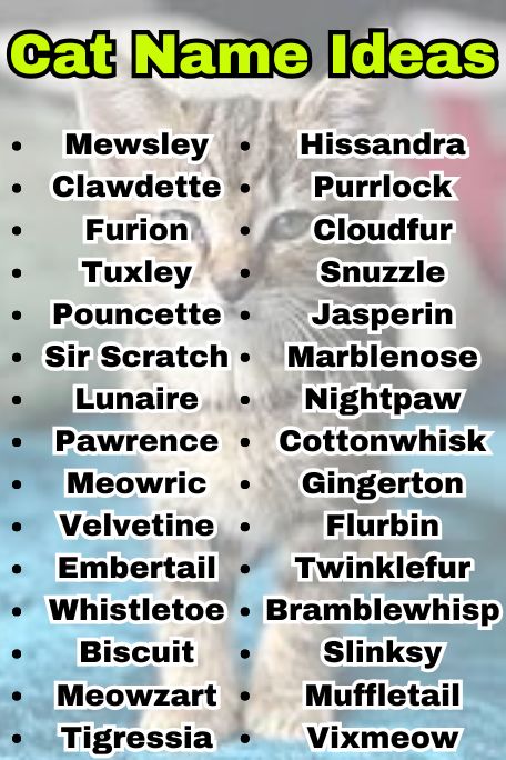 800+ Cat Name Ideas: Best Names by Breed & Style