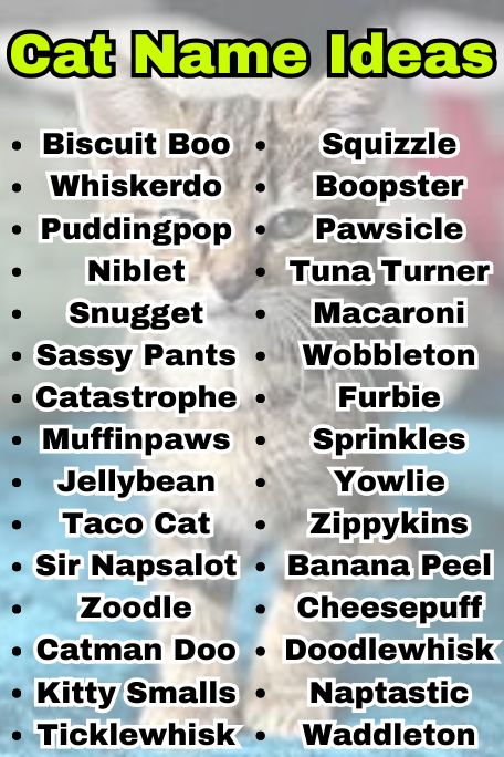 800+ Cat Name Ideas: Best Names by Breed & Style