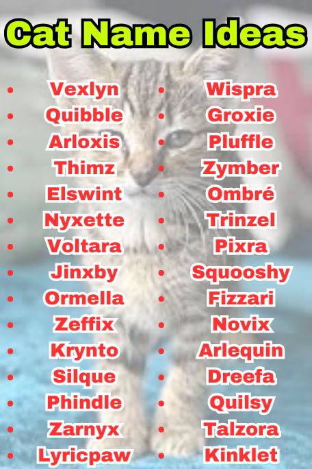 800+ Cat Name Ideas: Best Names by Breed & Style