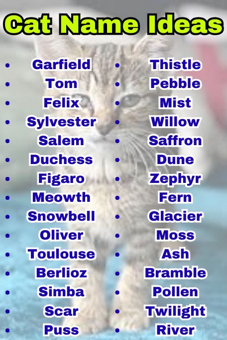 800+ Cat Name Ideas: Best Names by Breed & Style