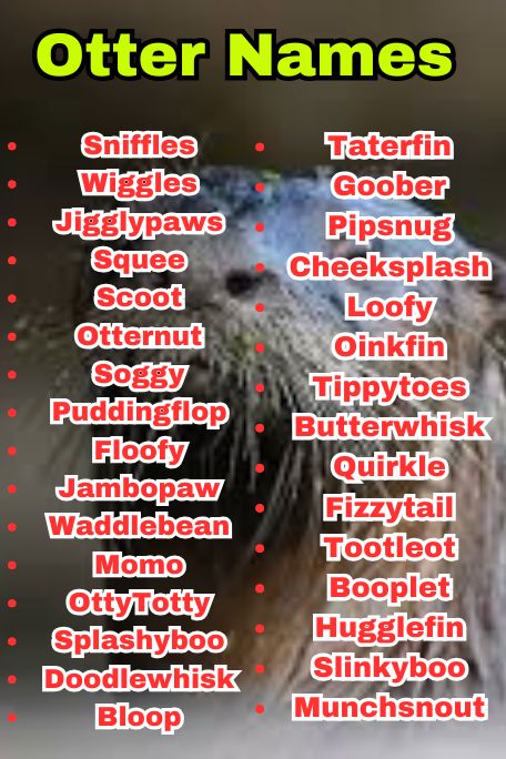 800+ Otter Names That Suit Every Type of Otter 