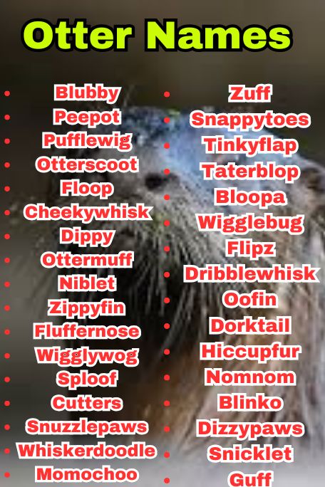 800+ Otter Names That Suit Every Type of Otter 