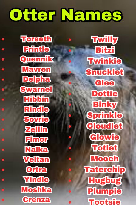 800+ Otter Names That Suit Every Type of Otter 