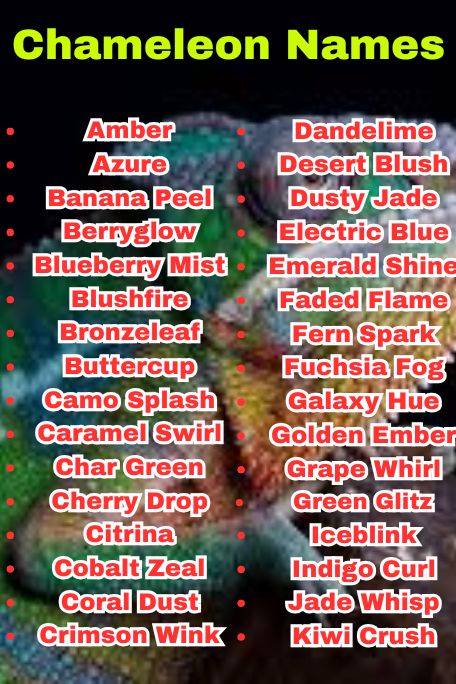 800+ Chameleon Names That Are Funny and Cute 