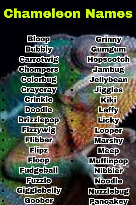800+ Chameleon Names That Are Funny and Cute 