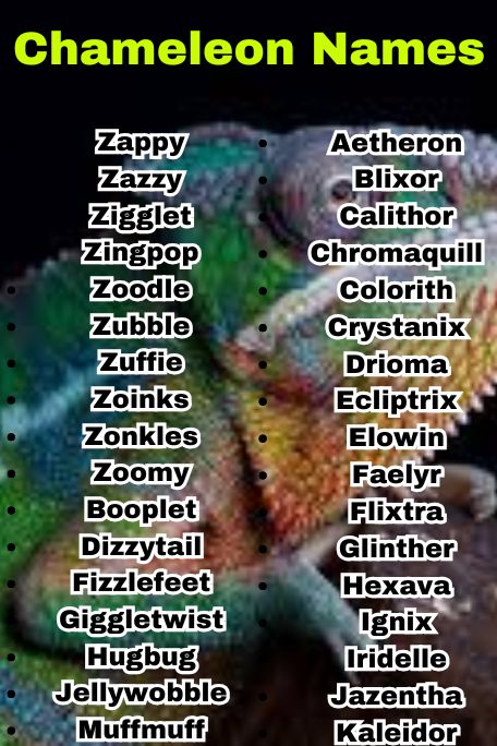 800+ Chameleon Names That Are Funny and Cute 