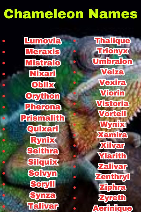 800+ Chameleon Names That Are Funny and Cute 