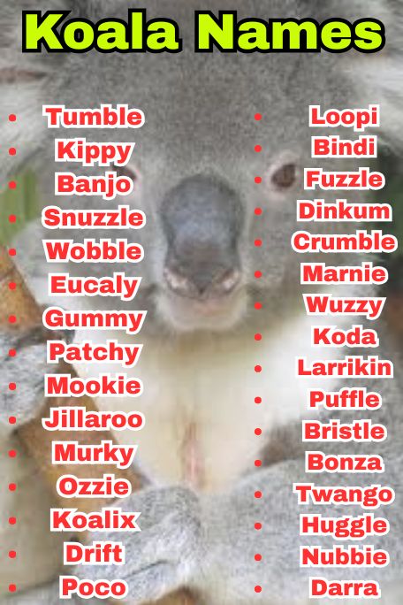 700+ Koala Names That Create Instant Bonding