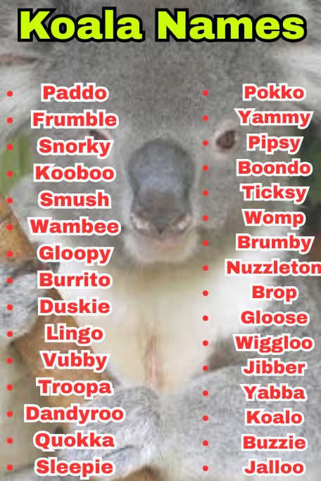 700+ Koala Names That Create Instant Bonding