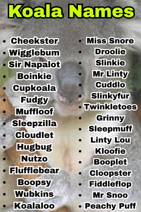 700+ Koala Names That Create Instant Bonding