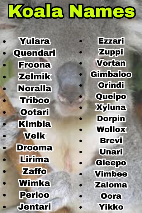700+ Koala Names That Create Instant Bonding