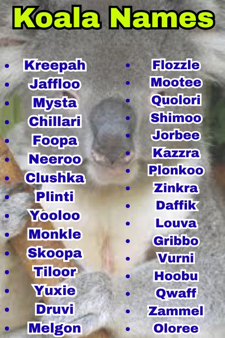 700+ Koala Names That Create Instant Bonding