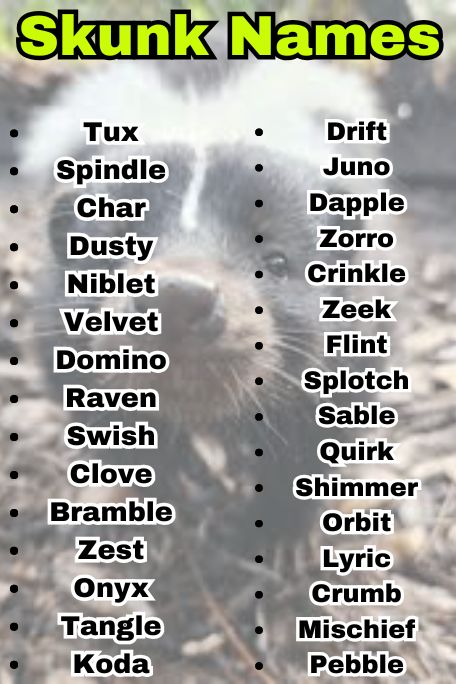 700+ Skunk Names for Baby Skunks That Are Too Cute