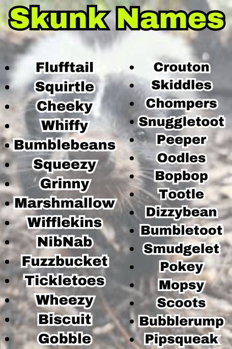 700+ Skunk Names for Baby Skunks That Are Too Cute