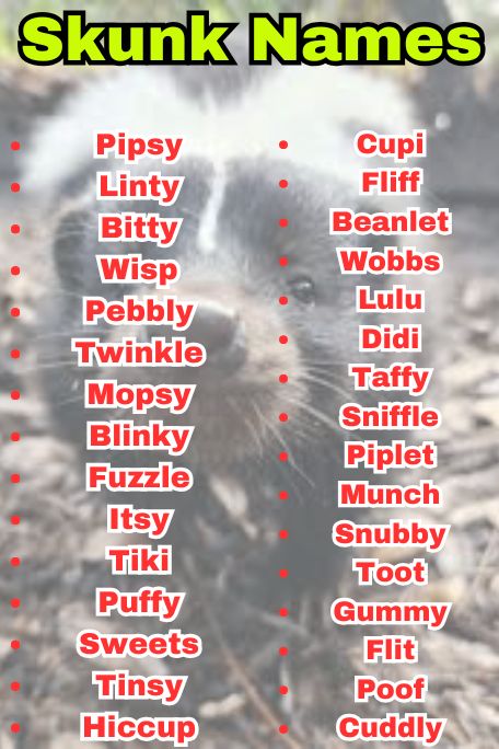 700+ Skunk Names for Baby Skunks That Are Too Cute