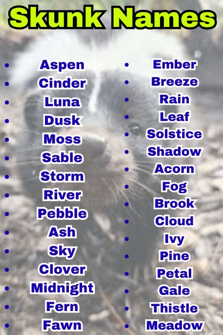 700+ Skunk Names for Baby Skunks That Are Too Cute