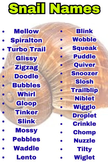 800+ Snail Names That Are Aesthetic, Sweet & Bold 