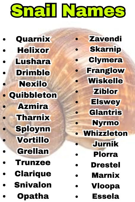 800+ Snail Names That Are Aesthetic, Sweet & Bold 