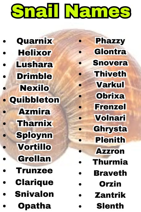800+ Snail Names That Are Aesthetic, Sweet & Bold 