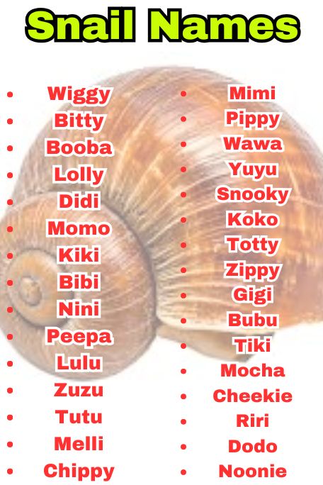 800+ Snail Names That Are Aesthetic, Sweet & Bold 