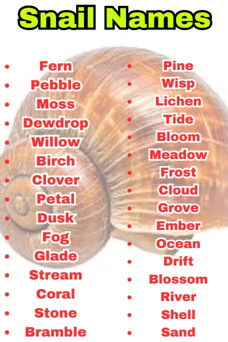 800+ Snail Names That Are Aesthetic, Sweet & Bold 