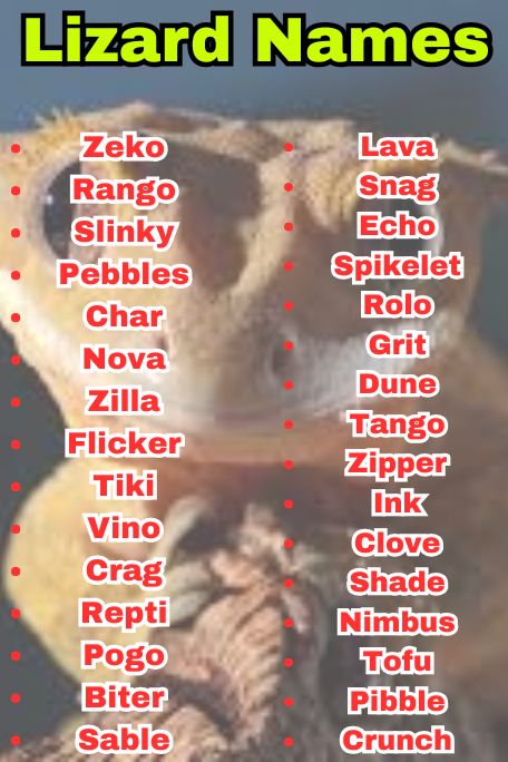 800+ Lizard Names That Are Cute, Funny & Unique 