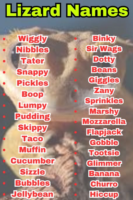 800+ Lizard Names That Are Cute, Funny & Unique 