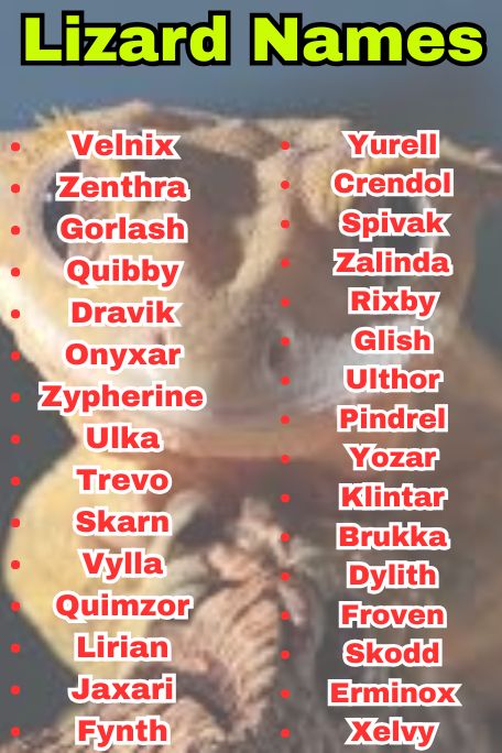 800+ Lizard Names That Are Cute, Funny & Unique 