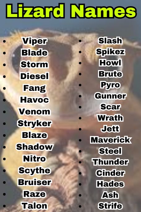 800+ Lizard Names That Are Cute, Funny & Unique 