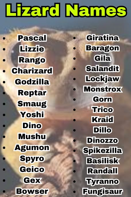 800+ Lizard Names That Are Cute, Funny & Unique 