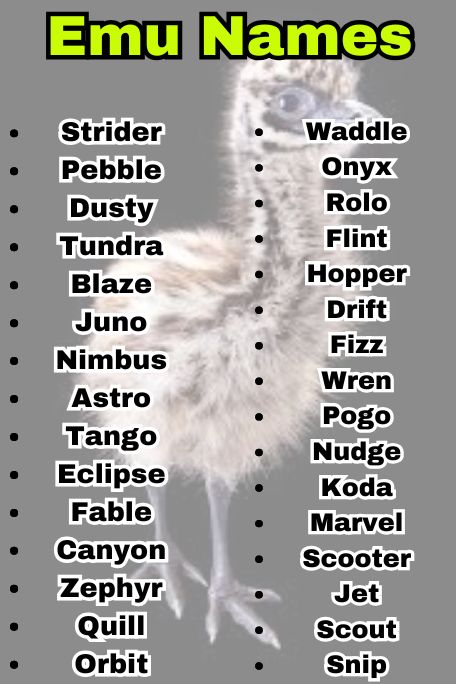 700+ Emu Name Ideas: Best Names for Every Emu 