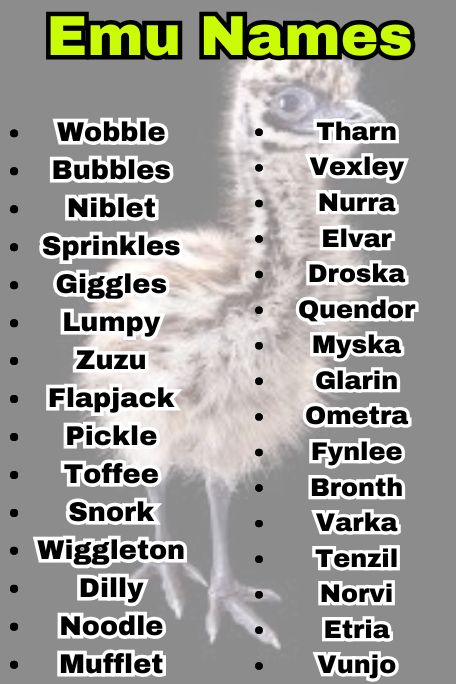 700+ Emu Name Ideas: Best Names for Every Emu 