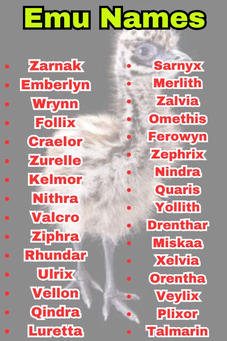 700+ Emu Name Ideas: Best Names for Every Emu 