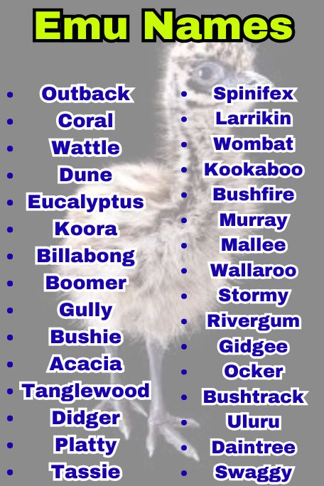 700+ Emu Name Ideas: Best Names for Every Emu 