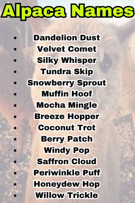 700+ Alpaca Names for Every Type and Color 