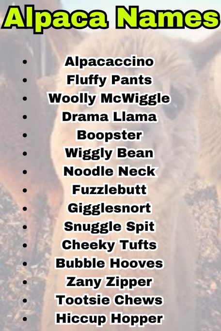 700+ Alpaca Names for Every Type and Color 