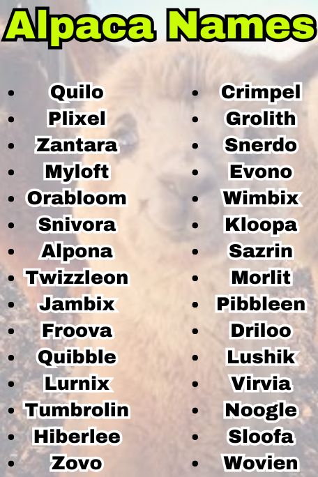 700+ Alpaca Names for Every Type and Color 