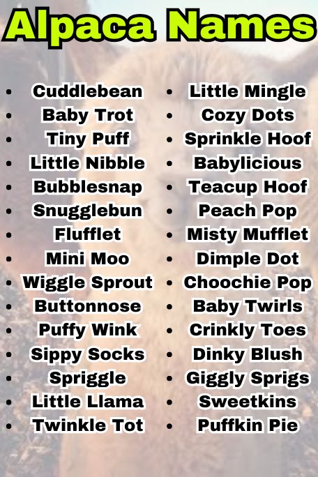 700+ Alpaca Names for Every Type and Color 