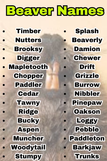 700+ Beaver Names for Cute and Funny Pet Ideas