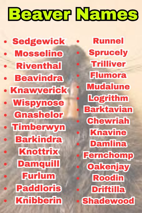 700+ Beaver Names for Cute and Funny Pet Ideas
