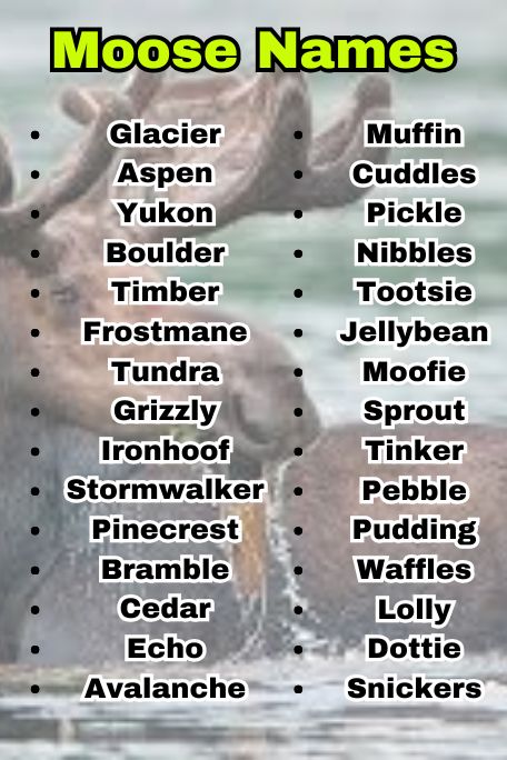 765+ Moose Names Inspired by Nature, Myth, and Fun 