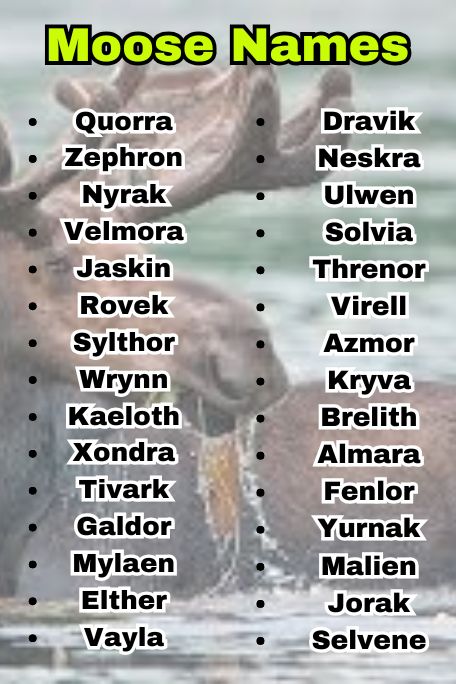 765+ Moose Names Inspired by Nature, Myth, and Fun 